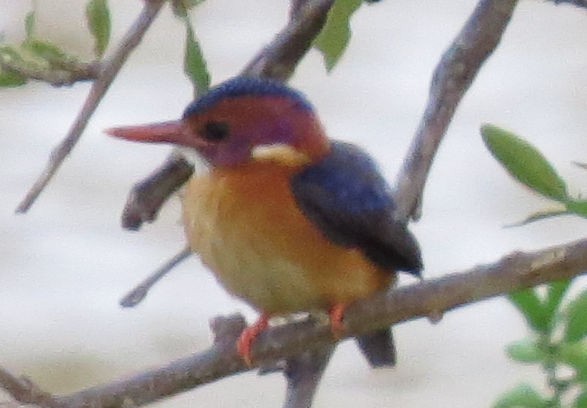 African Pygmy Kingfisher - Rupert Quinnell