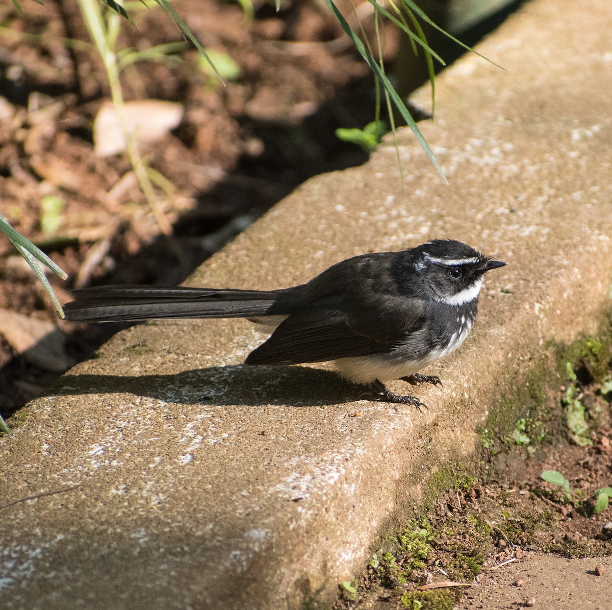 Spot-breasted Fantail - ML398808771