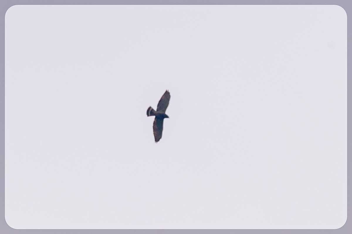 Broad-winged Hawk - Victor Hugo Michelini
