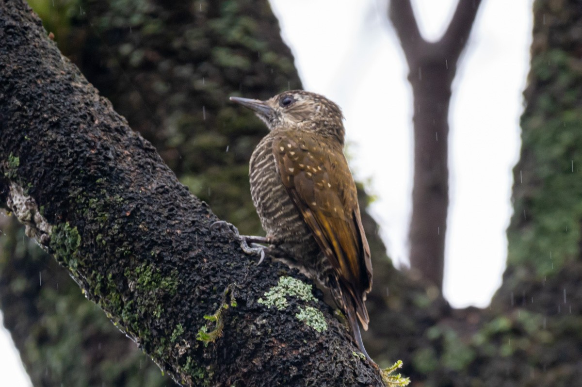 Dot-fronted Woodpecker - ML398810131