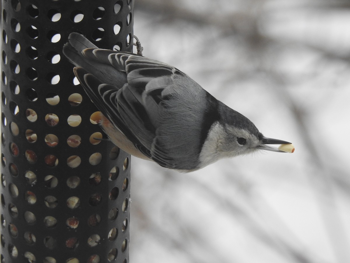 White-breasted Nuthatch - Paul Dubé