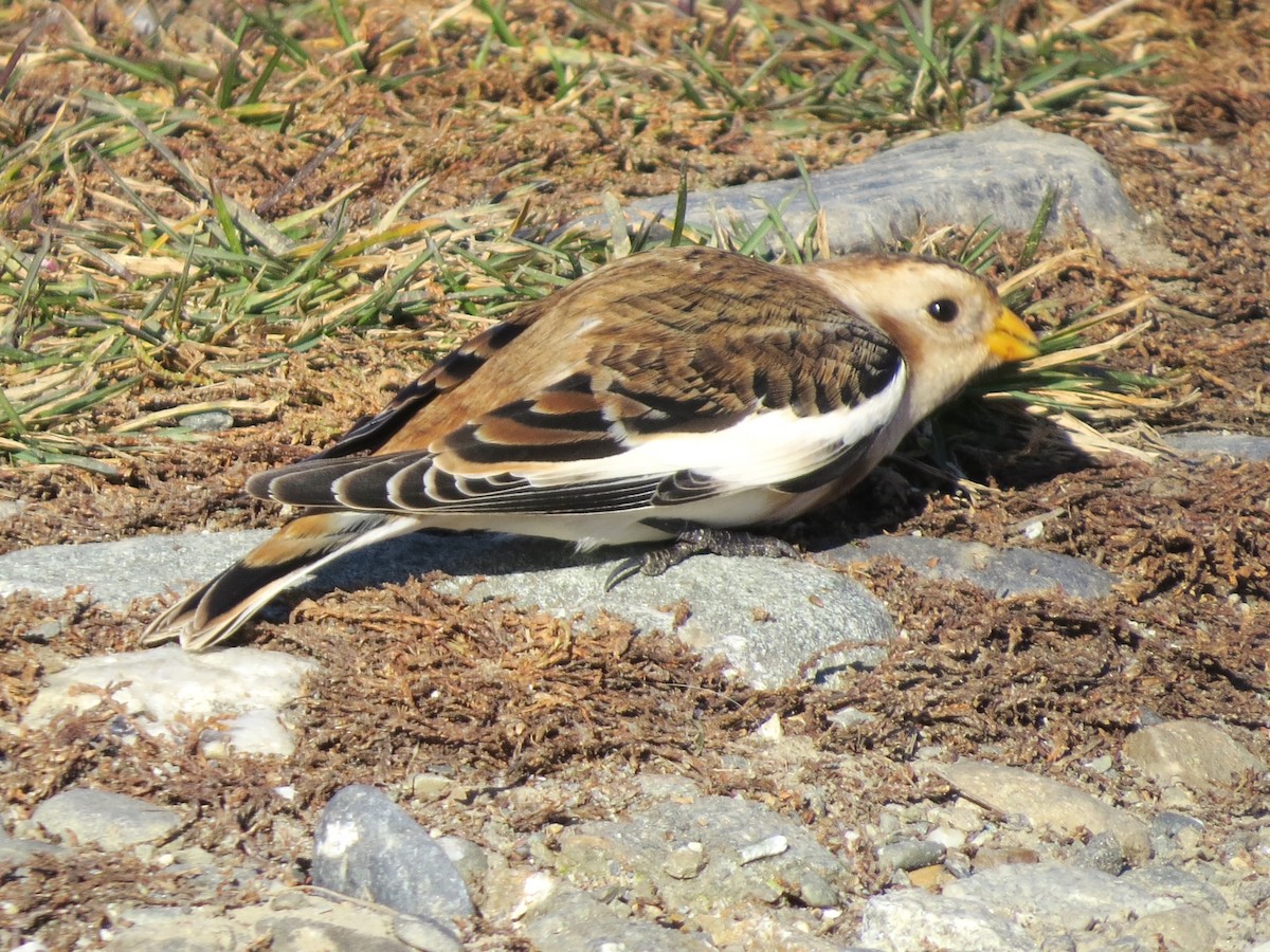 Snow Bunting - Jerry Smith