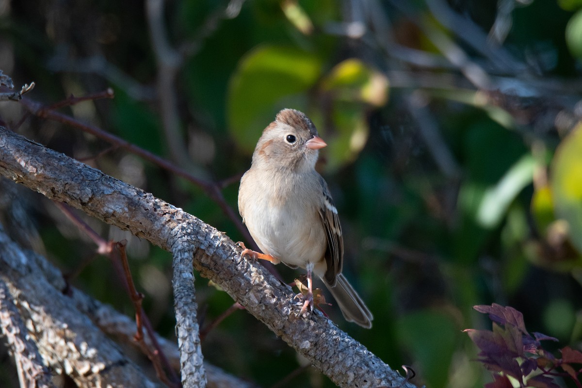 Field Sparrow - Perry Doggrell
