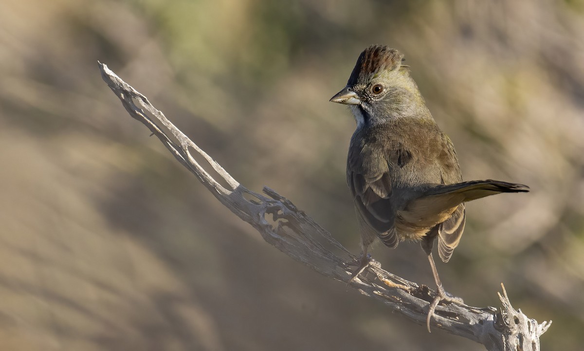 Green-tailed Towhee - Marky Mutchler