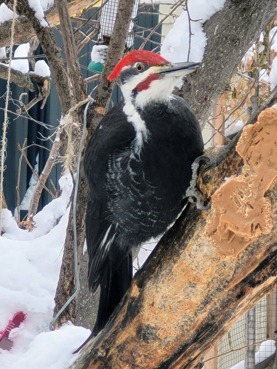 Pileated Woodpecker - ML398844181