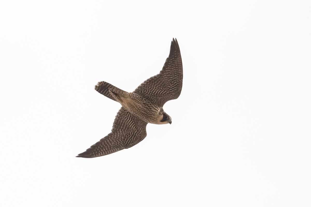 Peregrine Falcon (African) - Graham Gerdeman
