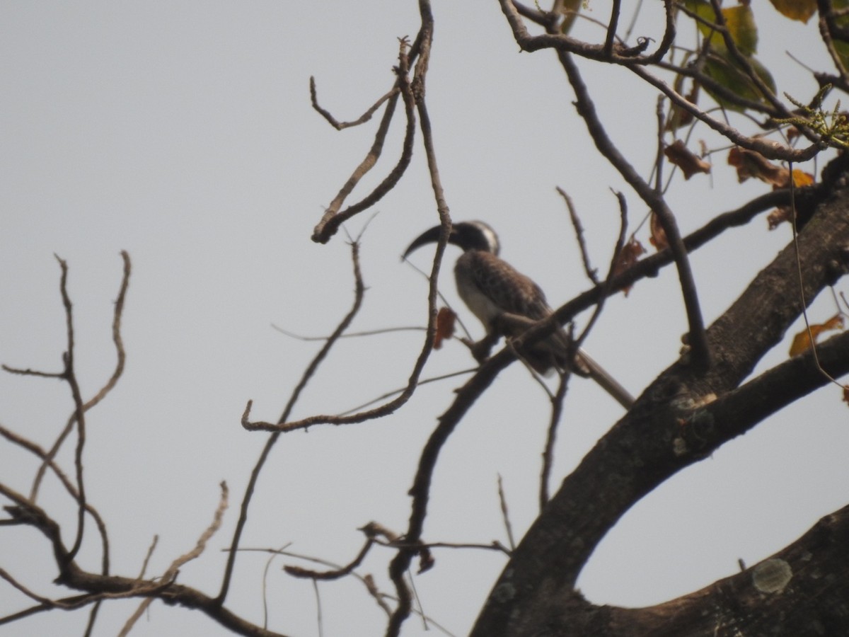 African Gray Hornbill - ML398851791
