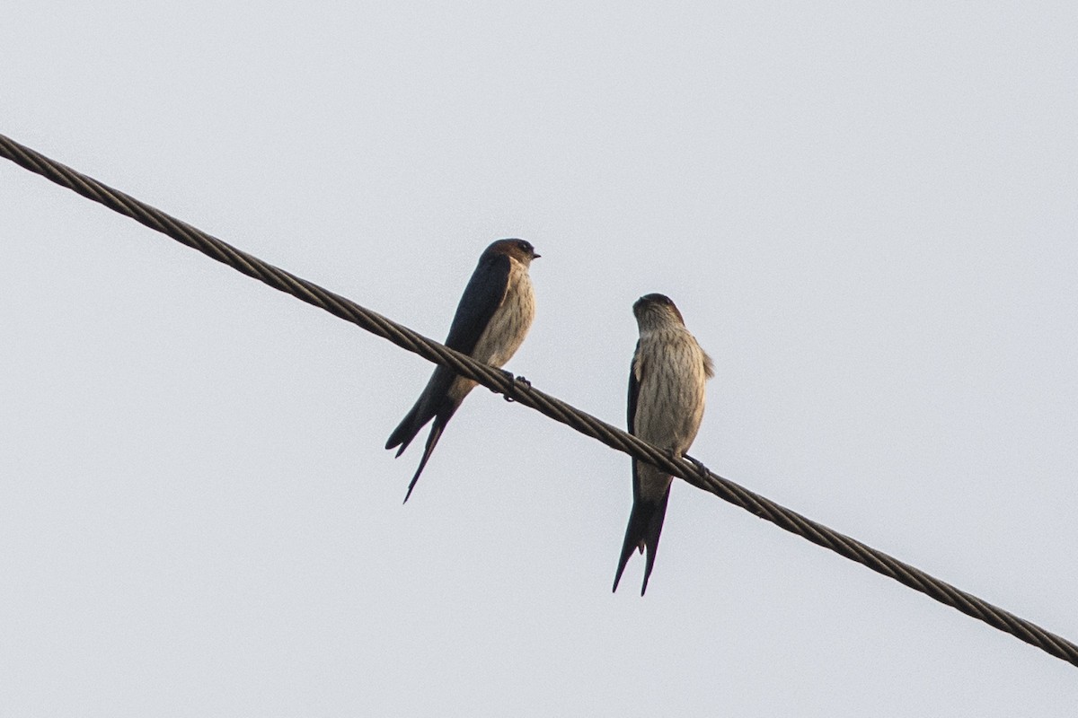 Red-rumped Swallow - ML39885261