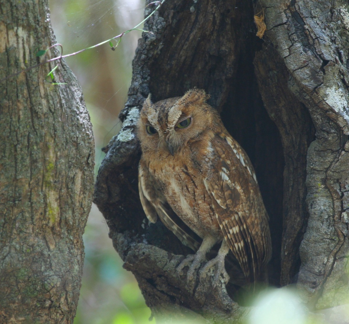 Madagascar Scops-Owl (Torotoroka) - ML39885341