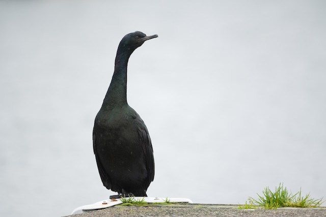 Pelagic Cormorant