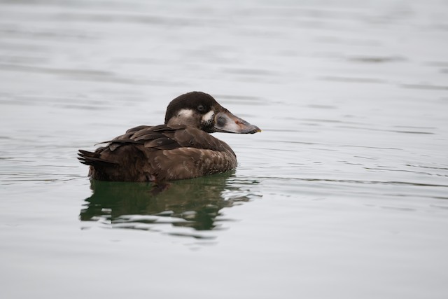 Surf Scoter