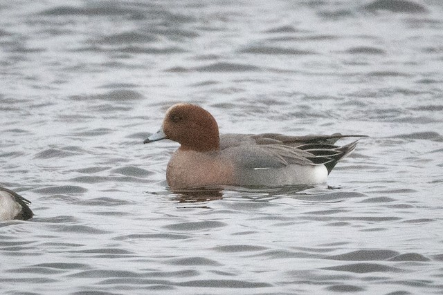 Eurasian Wigeon