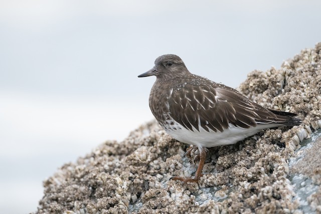 Black Turnstone