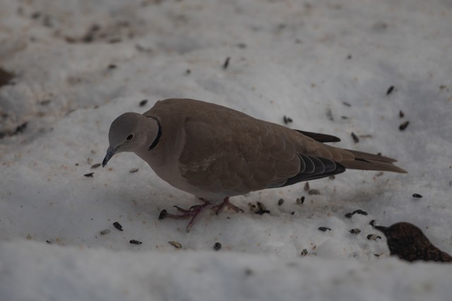 The Eurasian Collared-Dove is present in Alaska. - Eurasian Collared-Dove - 
