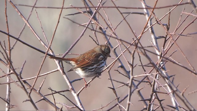 Fox Sparrow (Red) - ML398867691