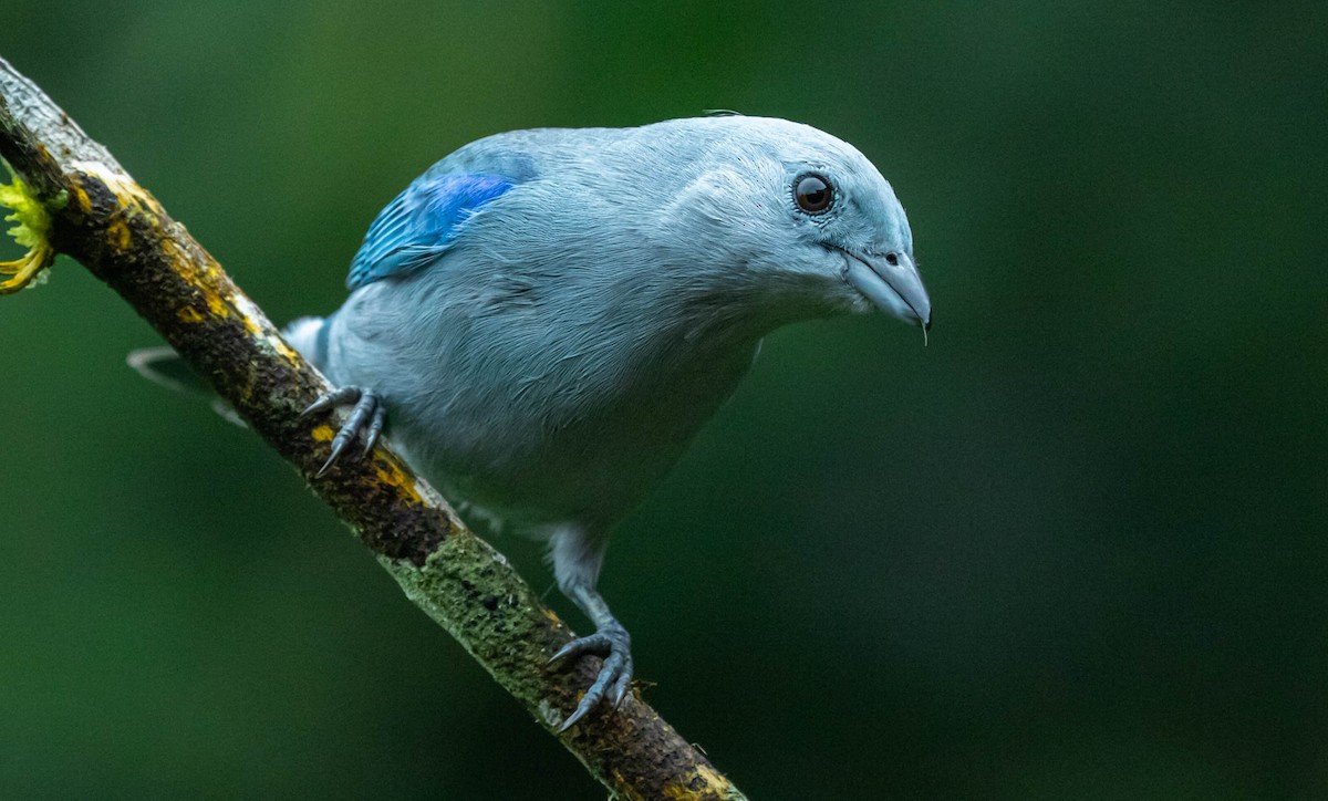 Blue-gray Tanager - ML398870601