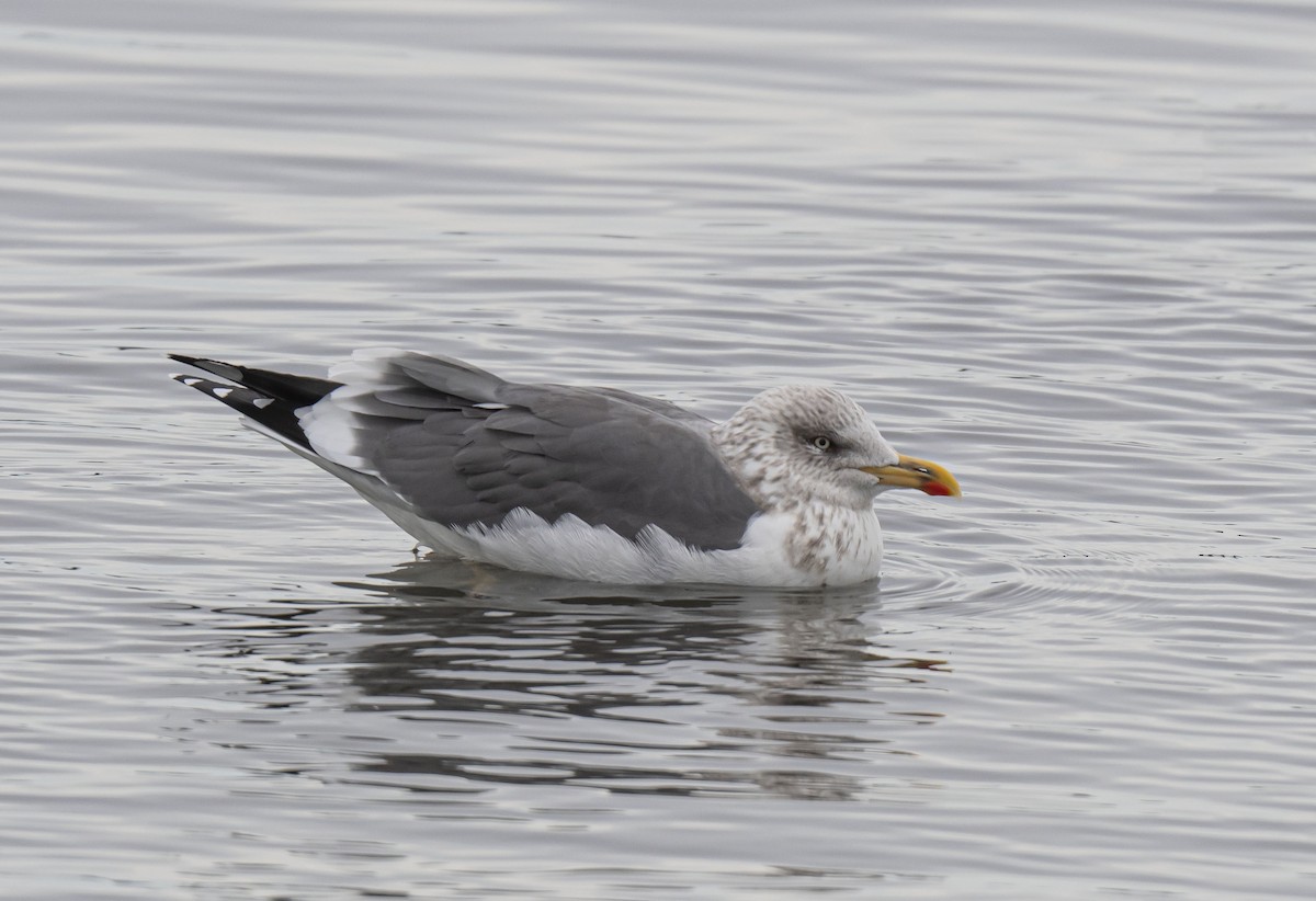 Lesser Black-backed Gull - Ronnie d'Entremont