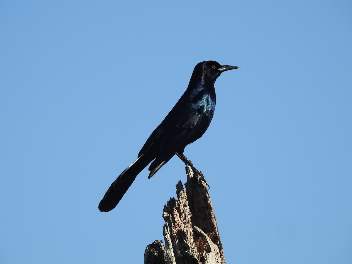 Boat-tailed Grackle - ML398878551