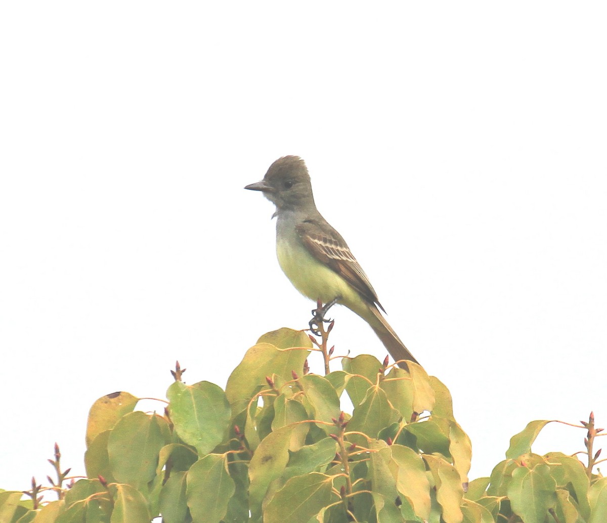 Great Crested Flycatcher - ML398878641