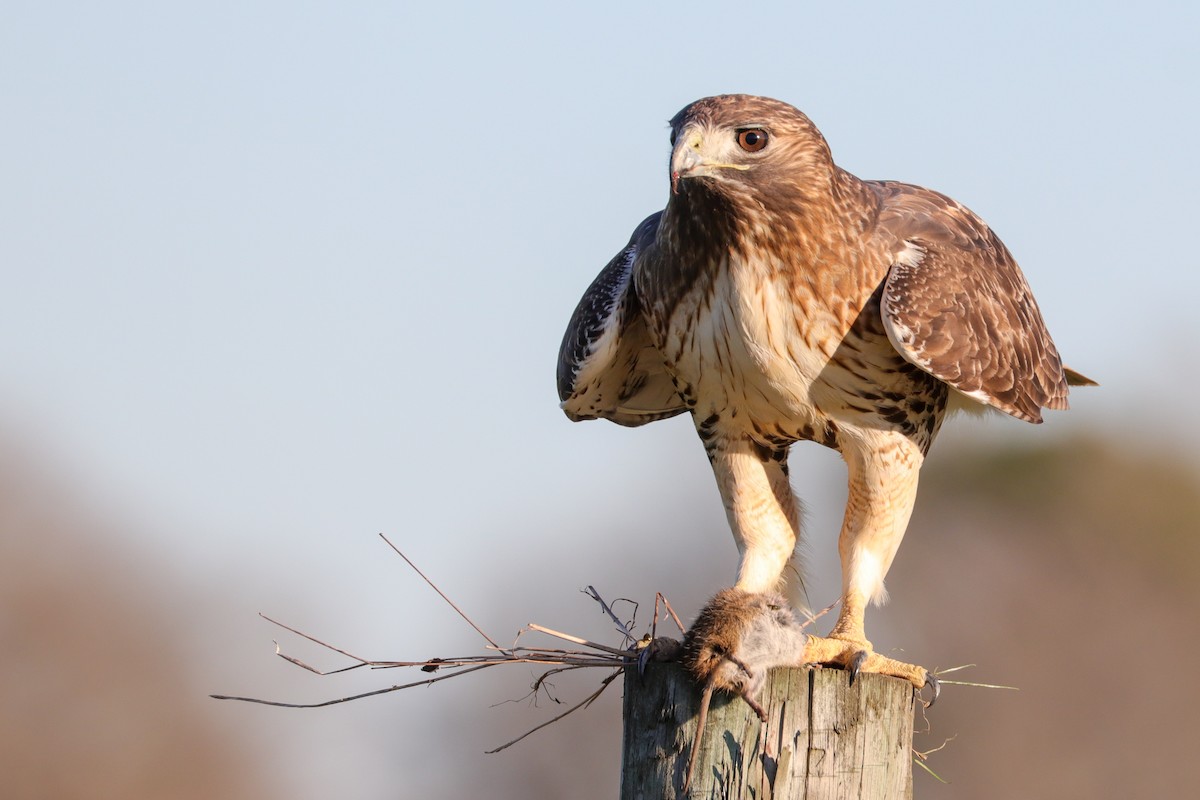 Red-tailed Hawk - Martina Nordstrand