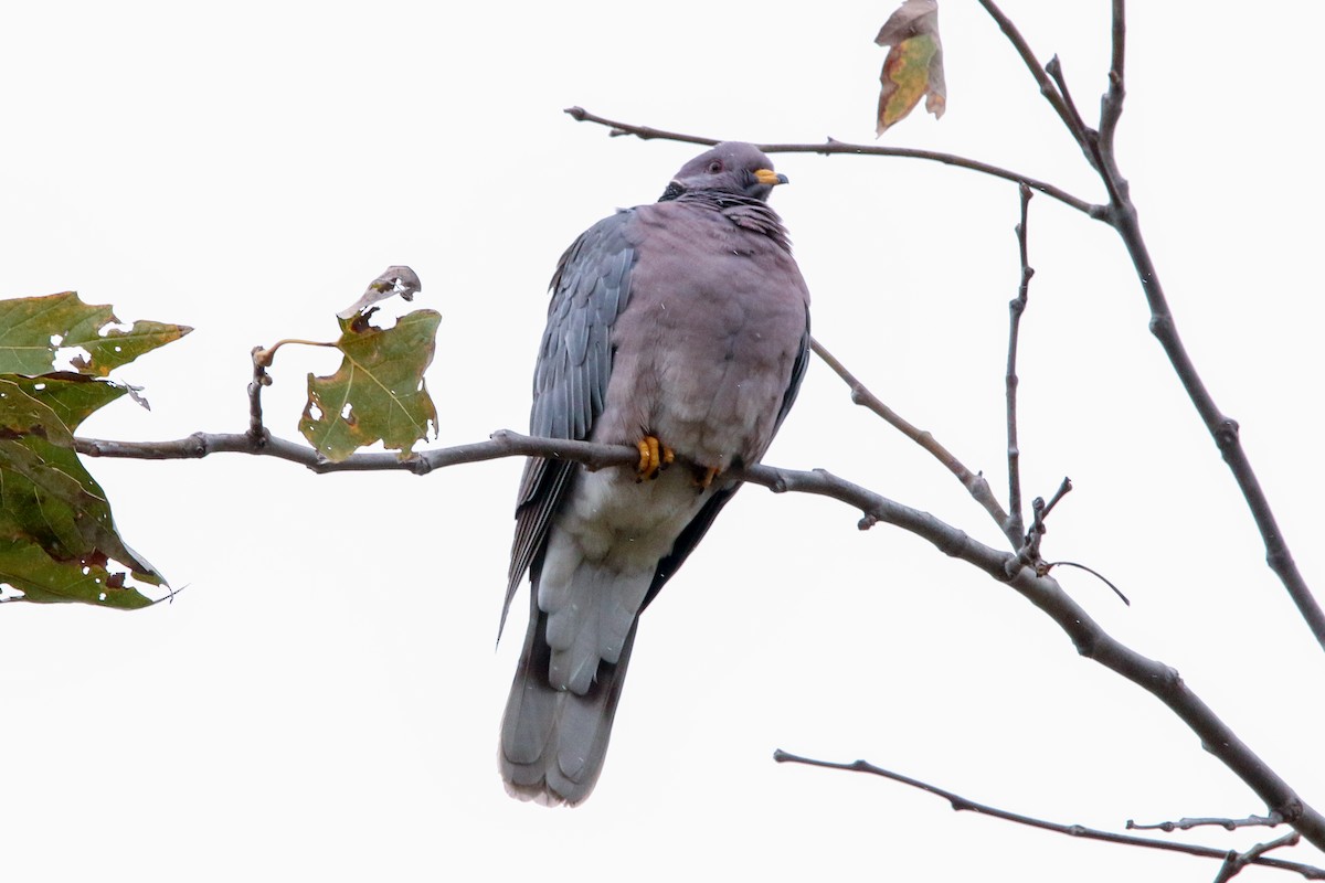 Band-tailed Pigeon - Billyjack Jory
