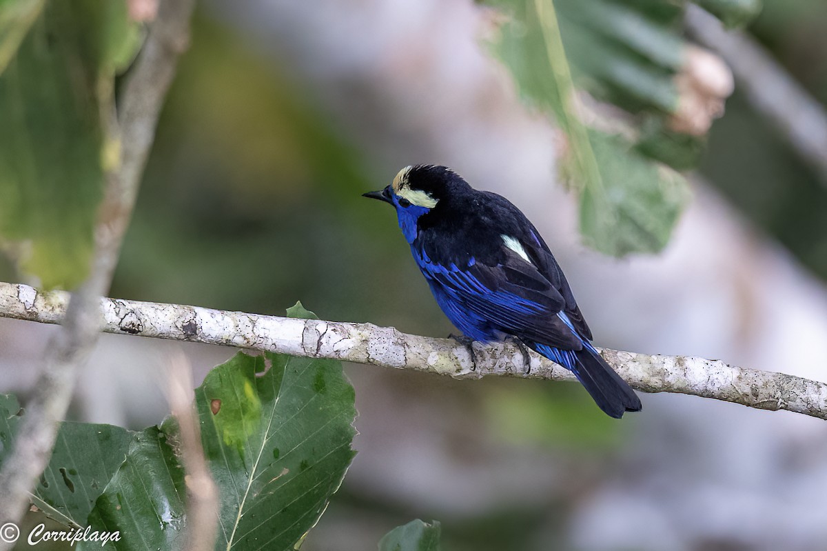 Opal-crowned Tanager - Fernando del Valle