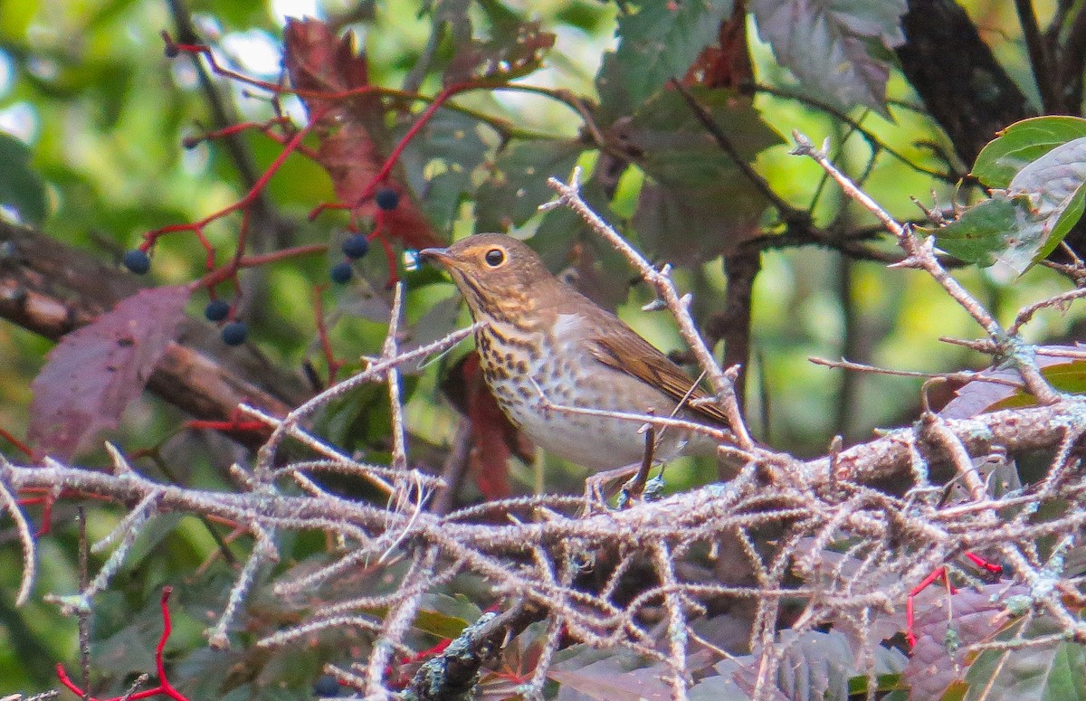 ML398892521 Swainson's Thrush Macaulay Library