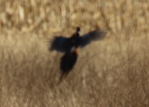 Ring-necked Pheasant - Brook OConnor