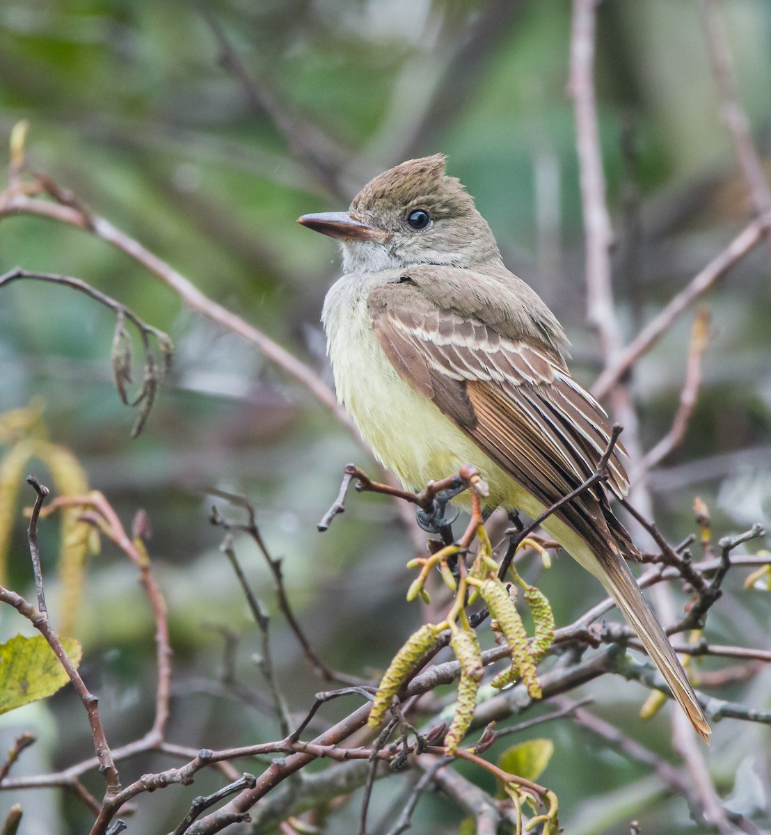 Great Crested Flycatcher - ML398893771