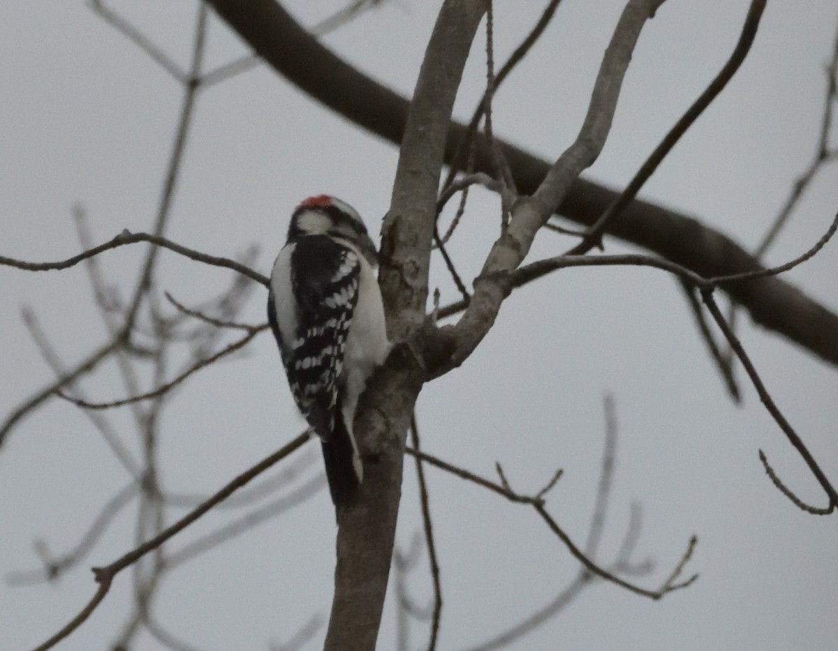 Hairy Woodpecker (Eastern) - ML398903801
