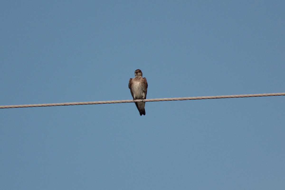 Northern Rough-winged Swallow - Richard Dunn