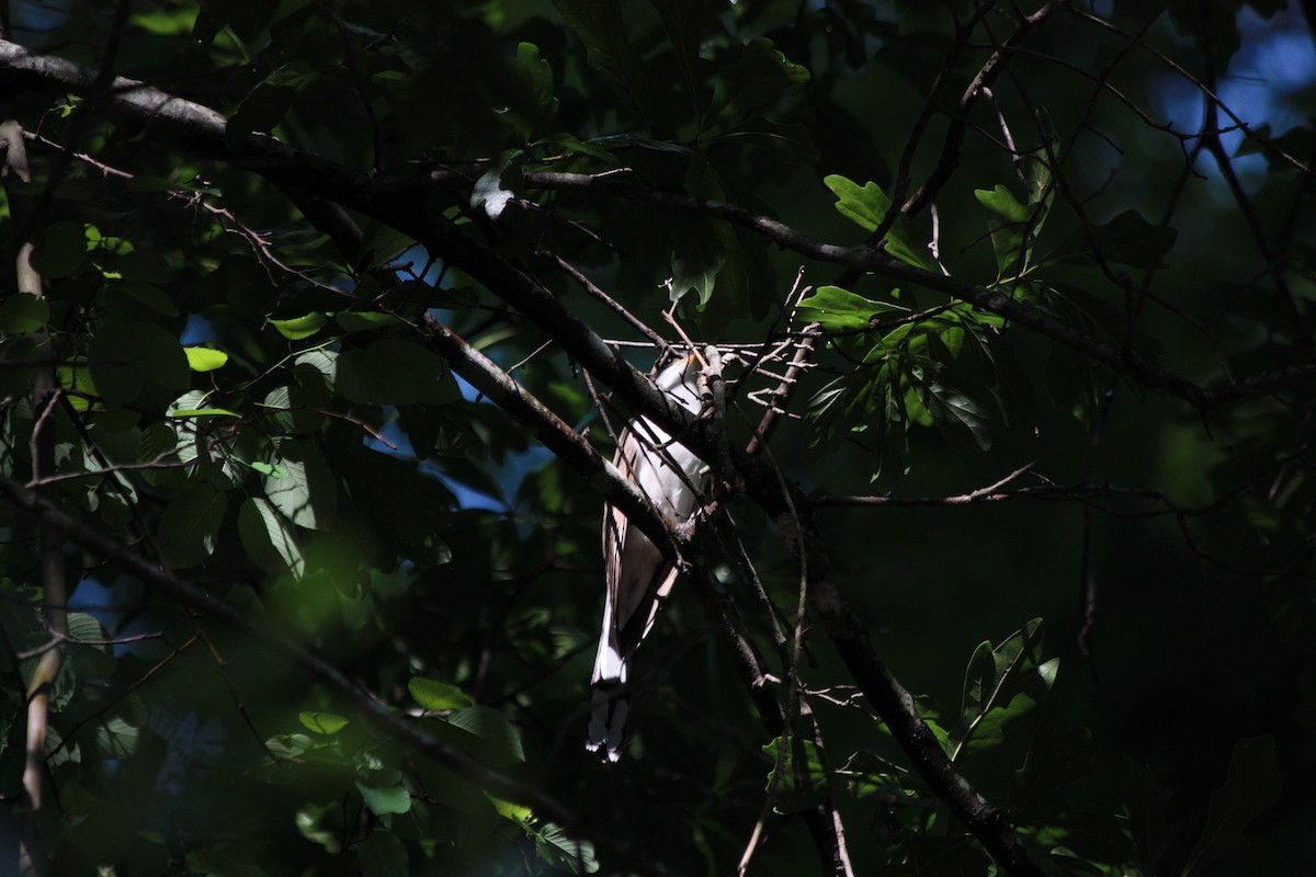 Yellow-billed Cuckoo - ML398908331