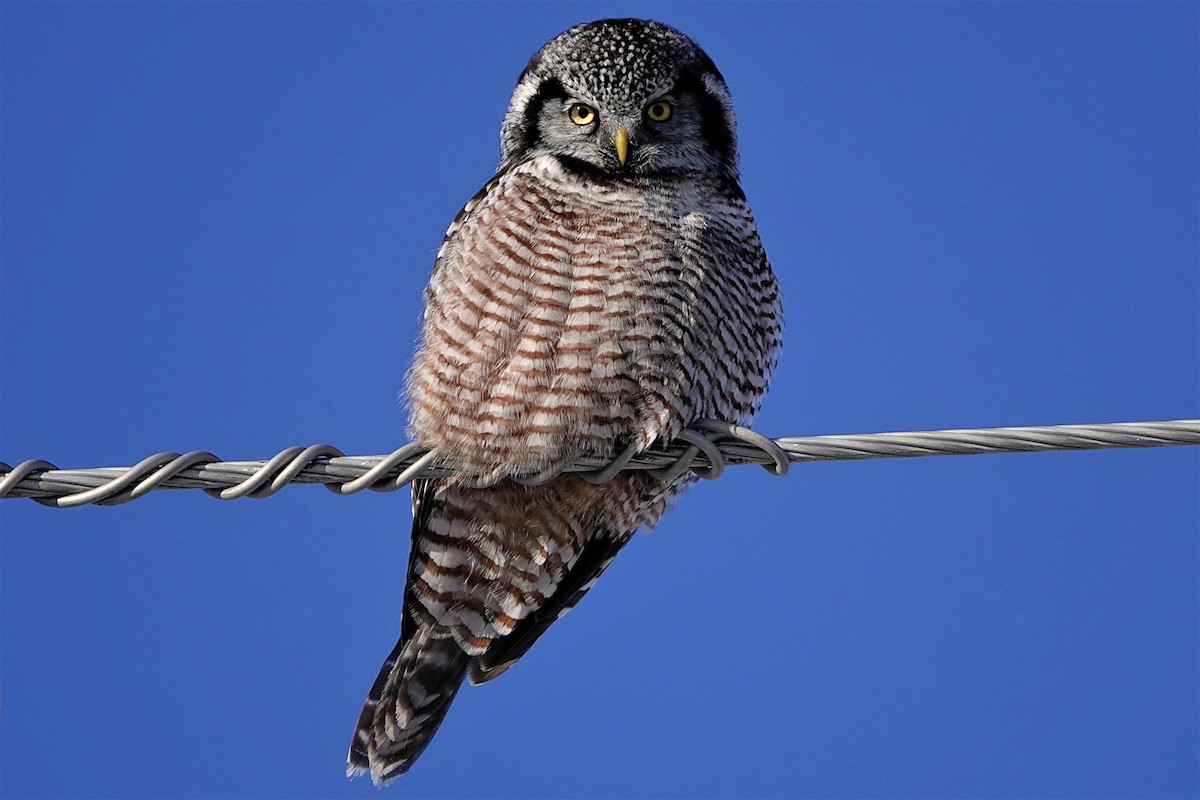 Northern Hawk Owl - Anonymous