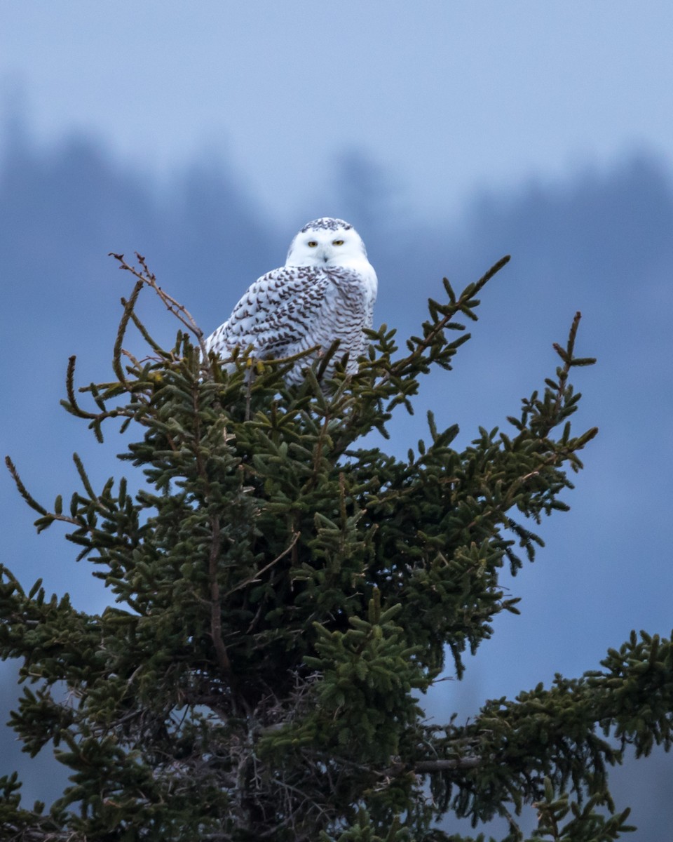 Snowy Owl - Edward  Muennich