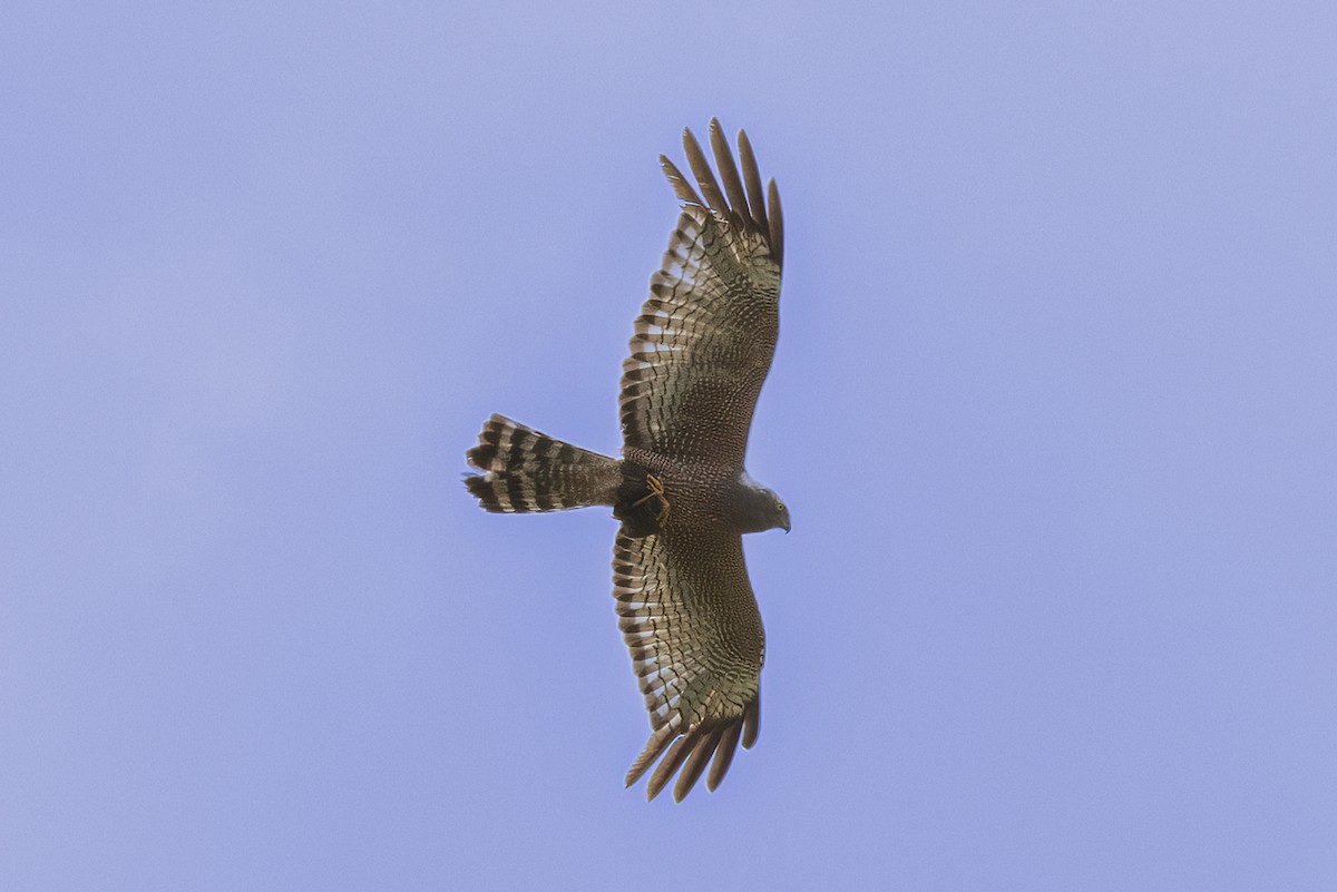 Spotted Harrier - Hans Wohlmuth