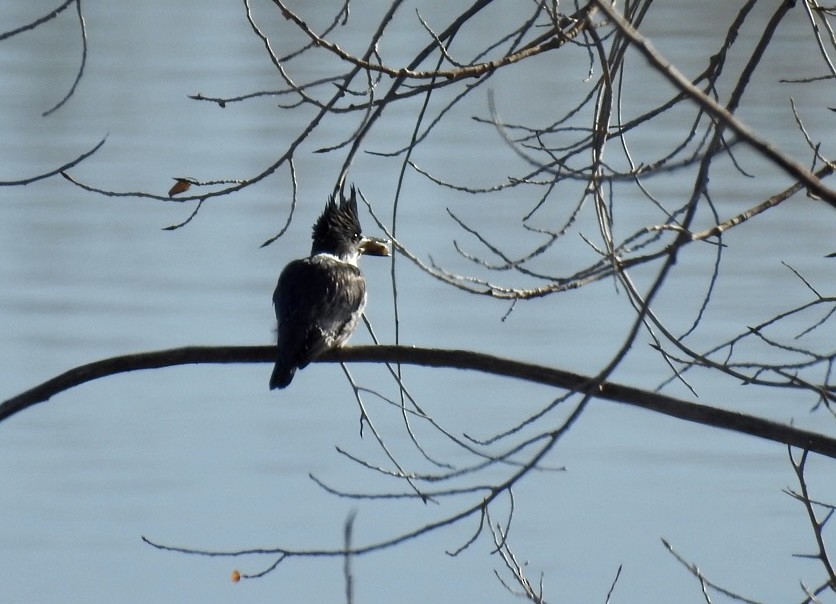Belted Kingfisher - ML398920141
