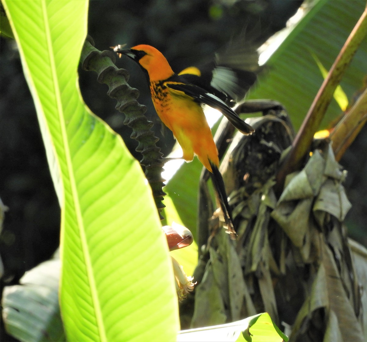 Spot-breasted Oriole - ML398927341