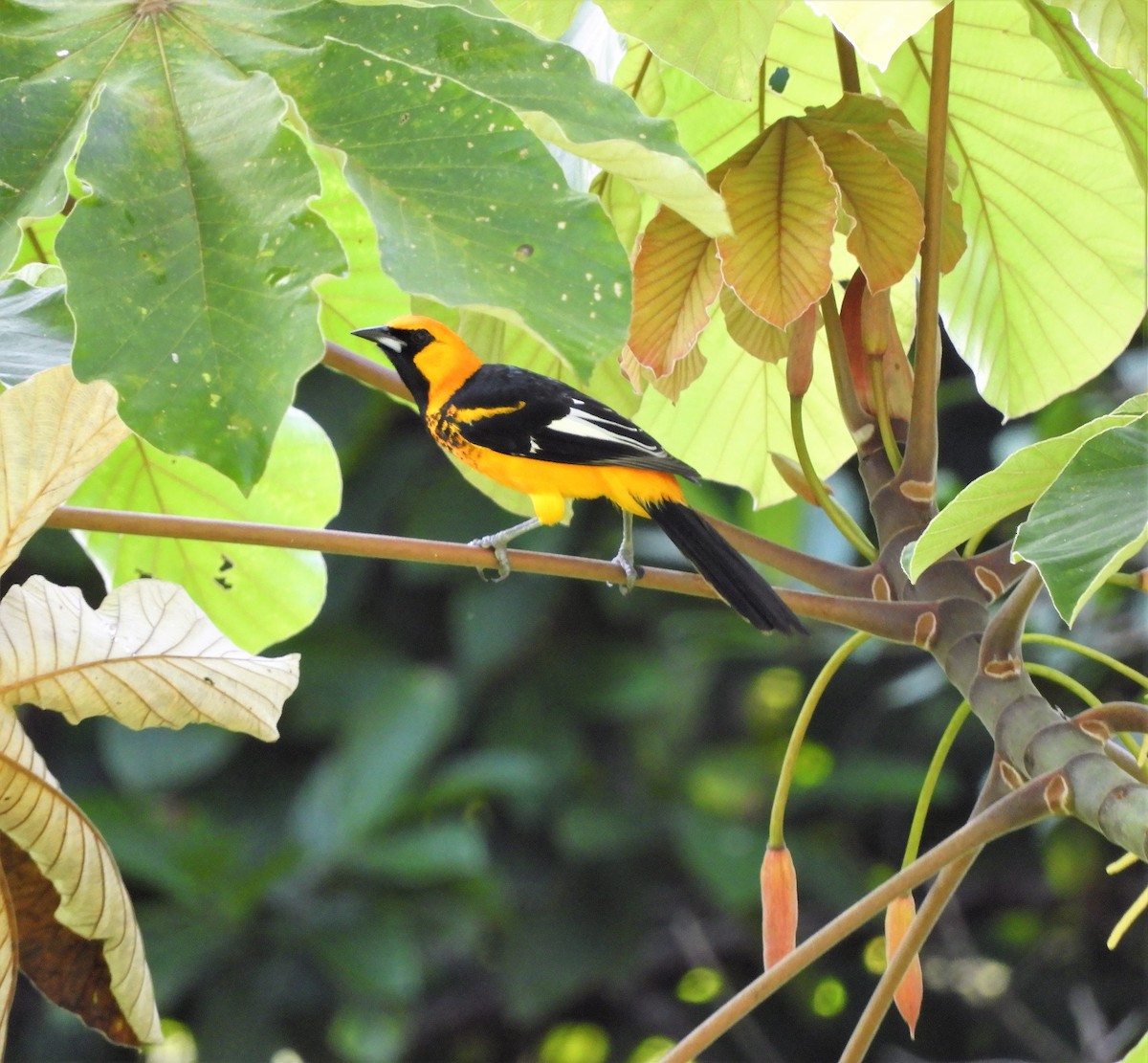 Spot-breasted Oriole - ML398927351