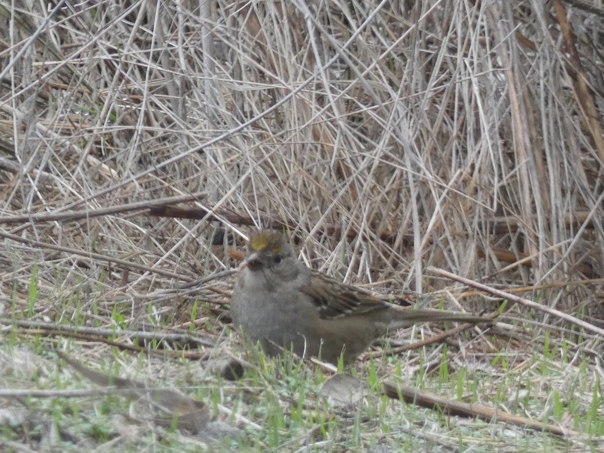 Golden-crowned Sparrow - ML398928601