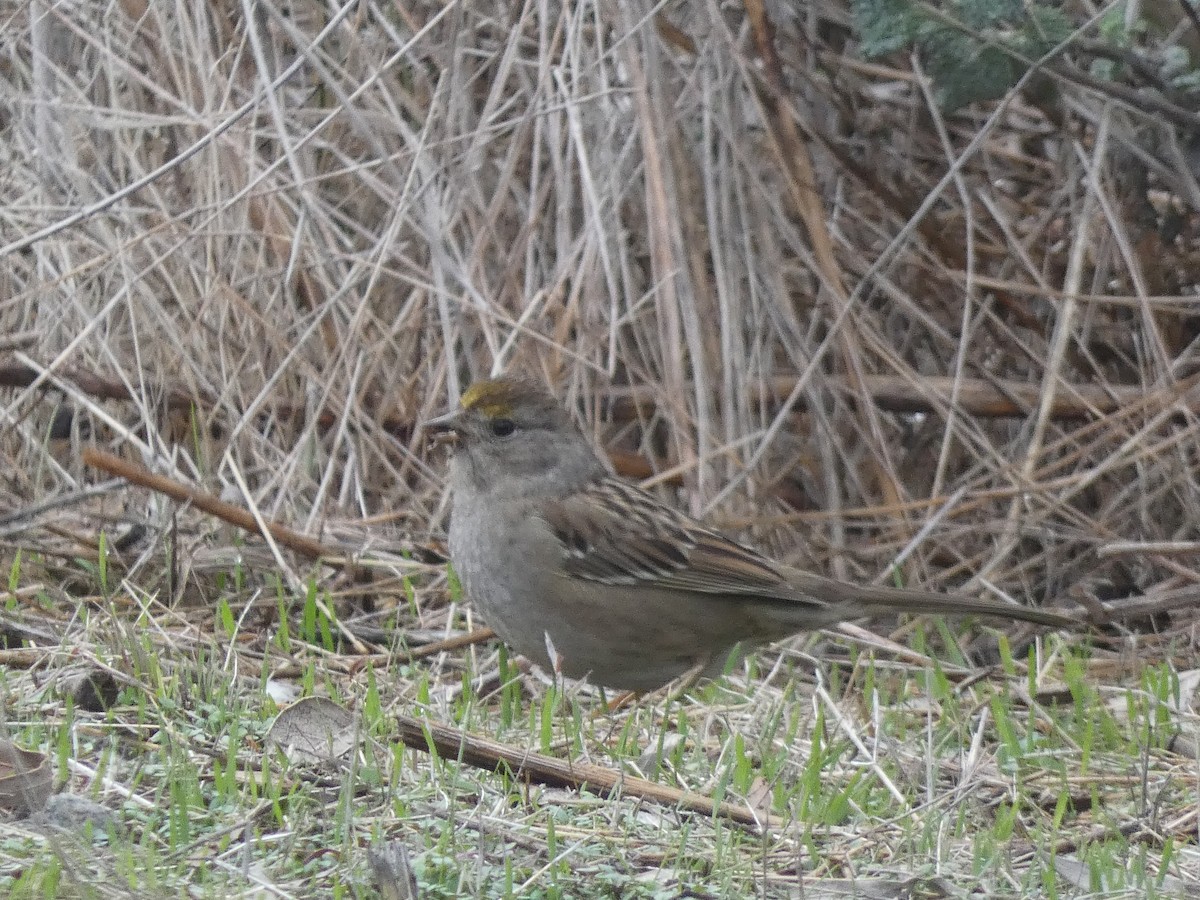 Golden-crowned Sparrow - ML398928831