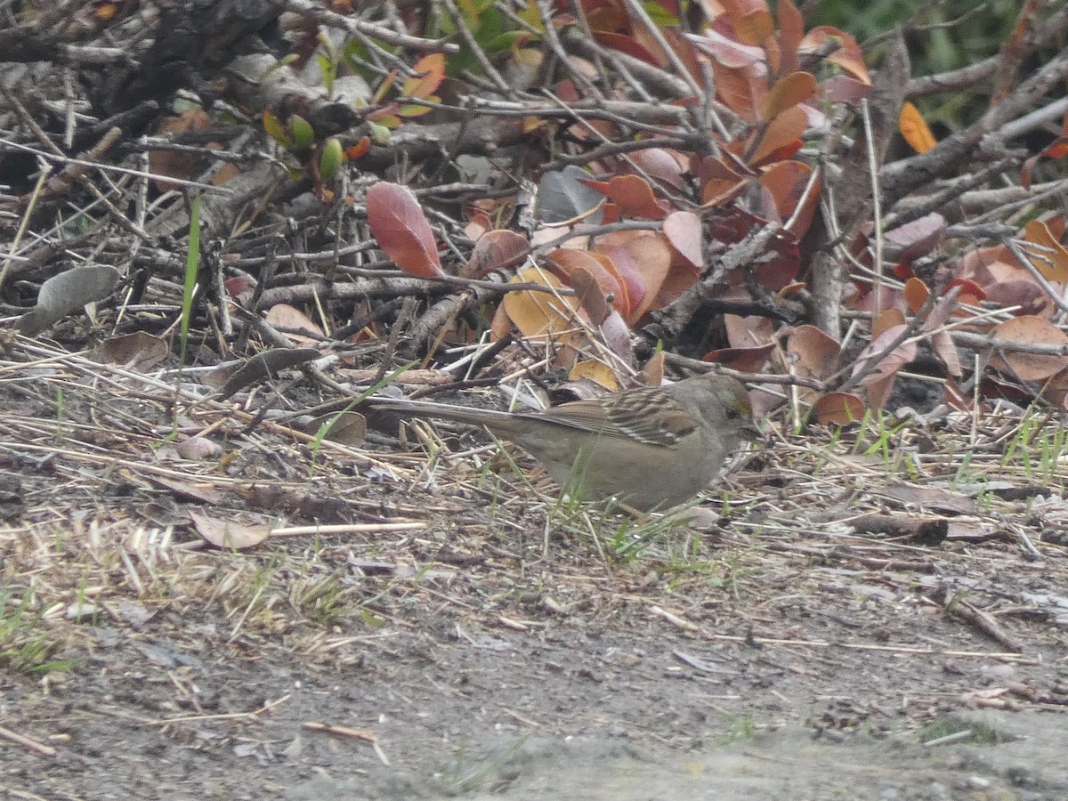 Golden-crowned Sparrow - bonnie henson