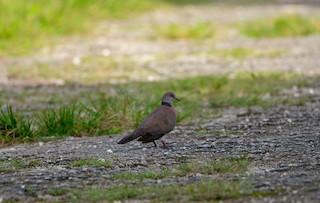 Philippine Collared-Dove, ML398929781