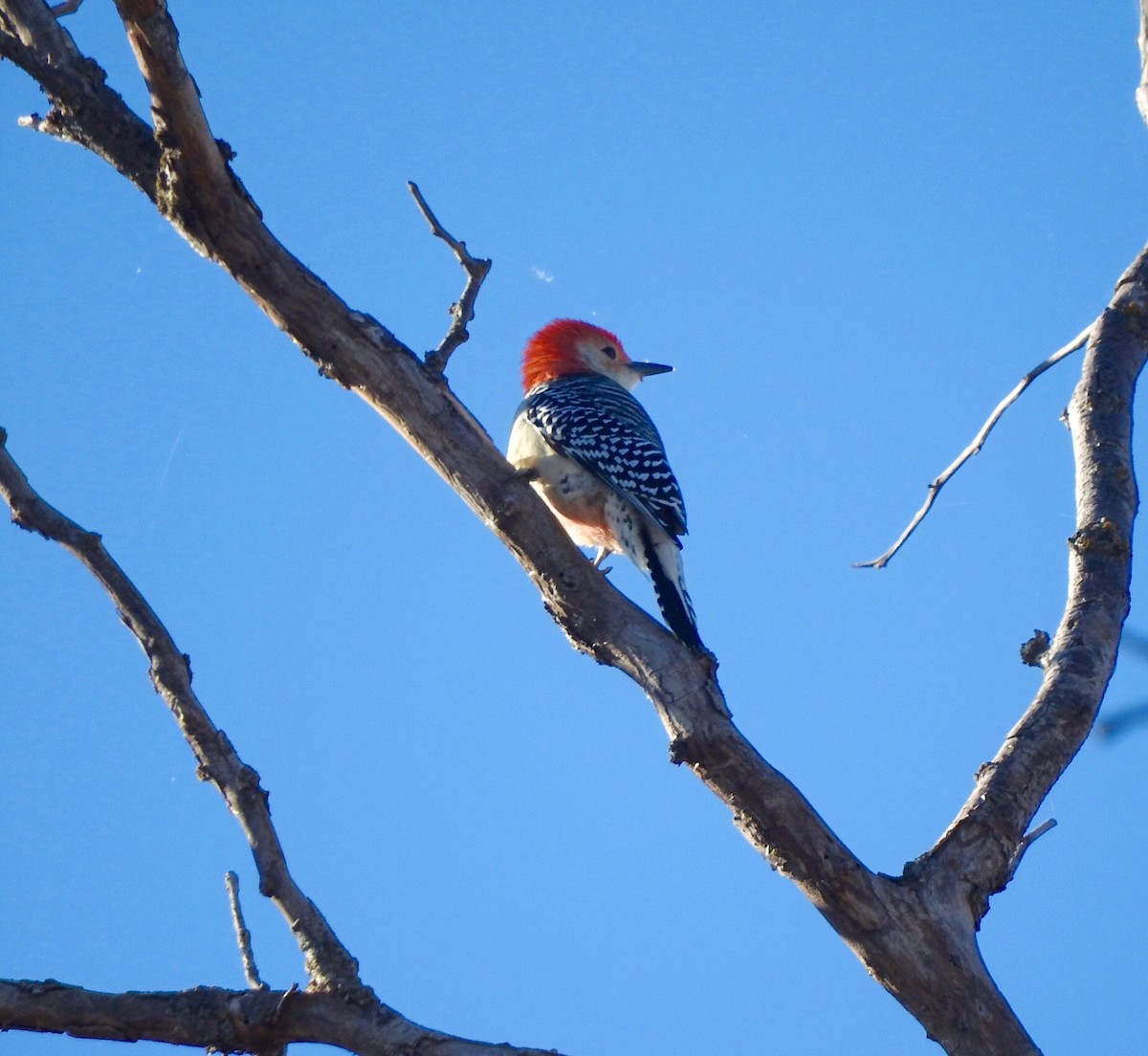 Red-bellied Woodpecker - Deanna Uphoff