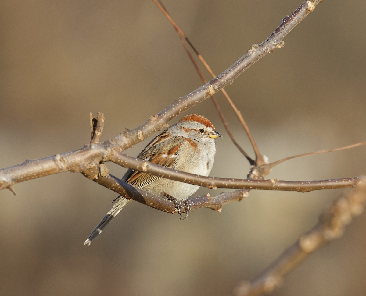 American Tree Sparrow - ML398934361