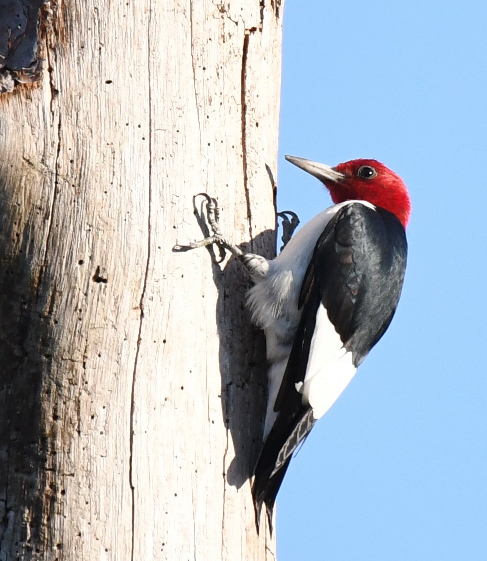 Red-headed Woodpecker - ML398936541