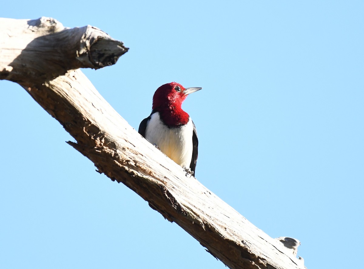 Red-headed Woodpecker - ML398936561