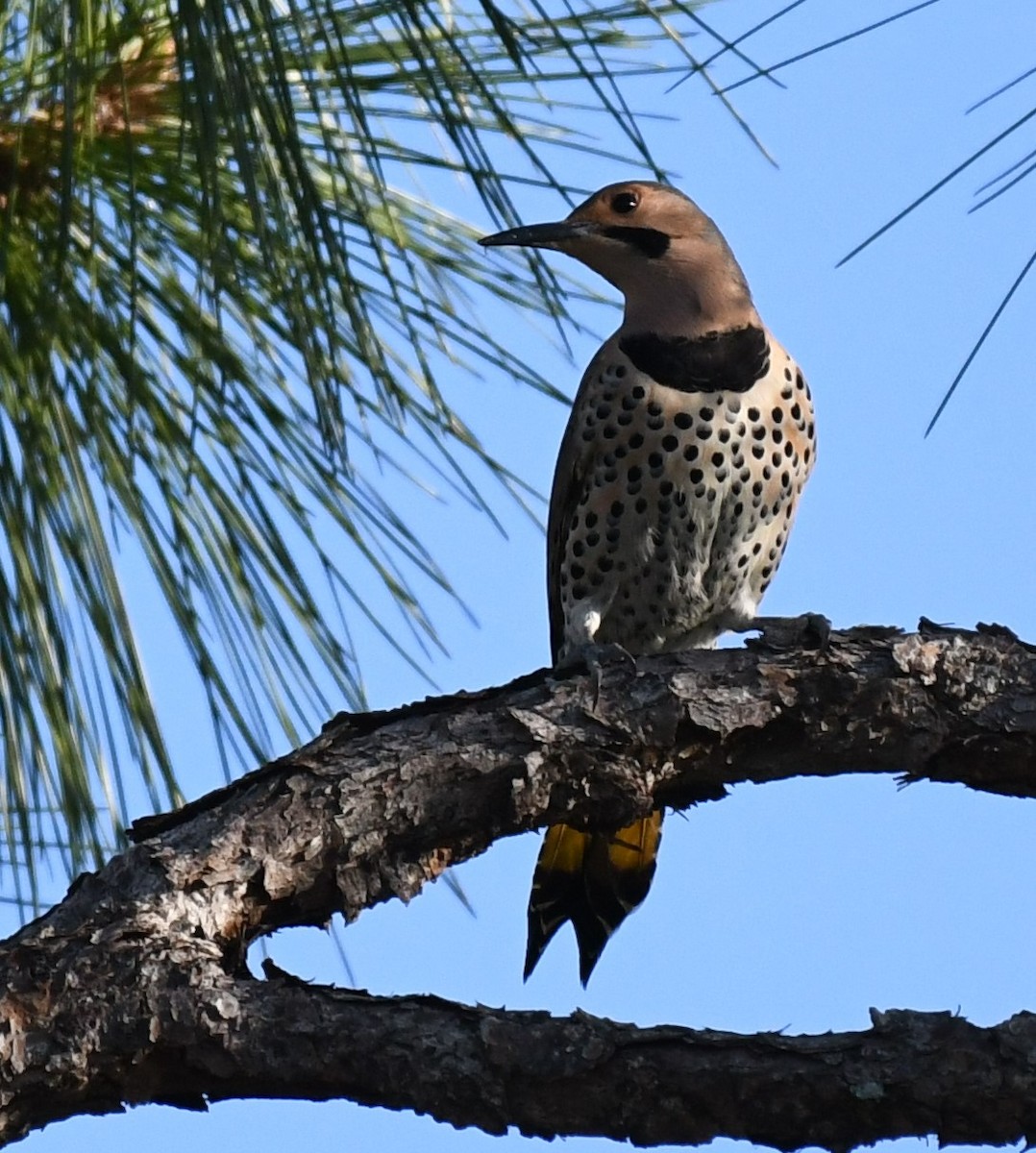 Northern Flicker (Yellow-shafted) - Wendy N