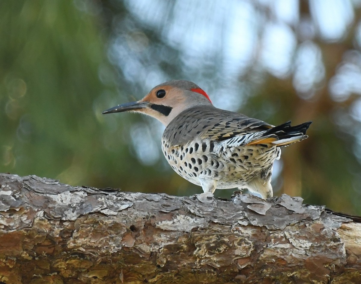 Northern Flicker (Yellow-shafted) - ML398936711