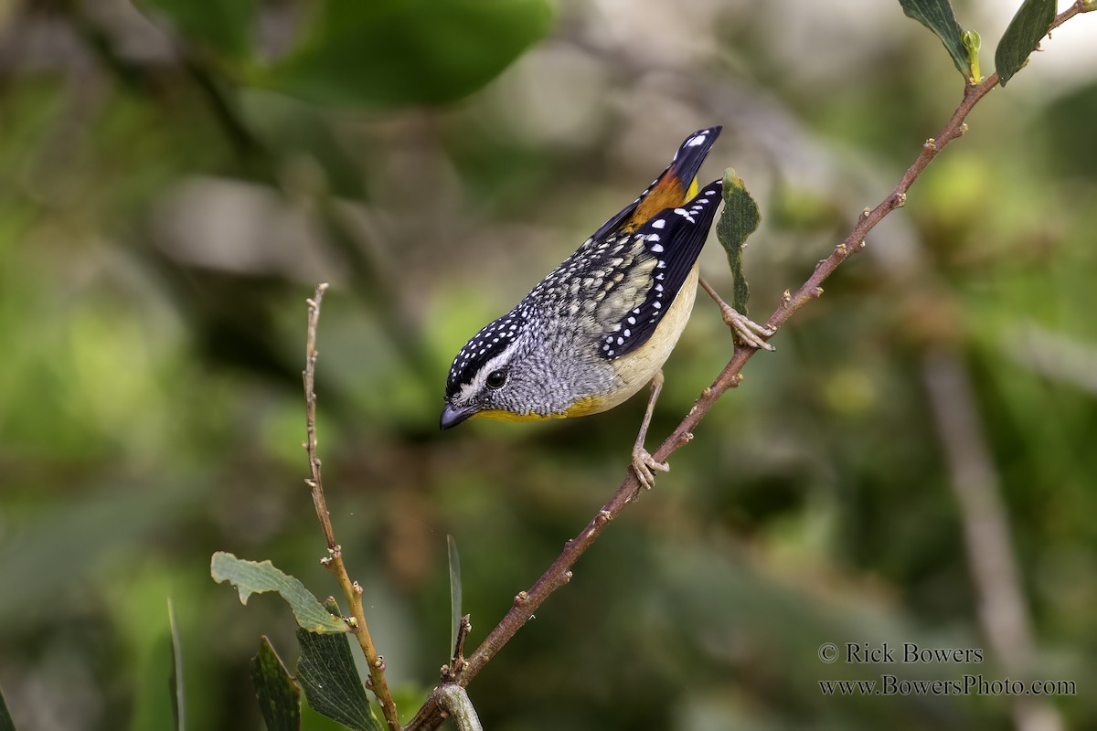 Spotted Pardalote - ML398936881