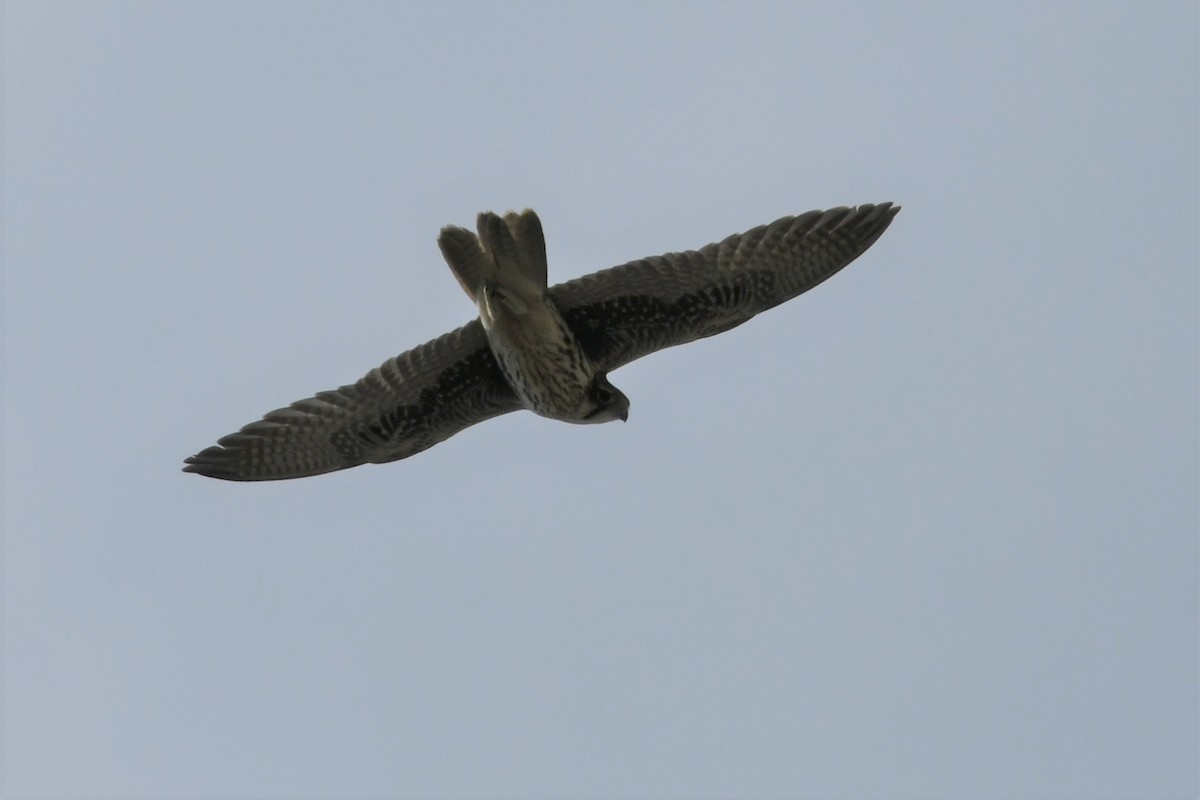Prairie Falcon - Wiliam Ramey